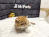 Show Kali̇te İran Egzoti̇k Shorthai̇r