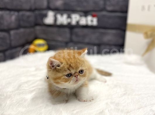 Show Kali̇te İran Egzoti̇k Shorthai̇r görsel