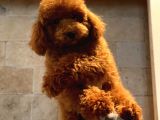 Safkan Kirmizi Toy Poodle Yavrumuz