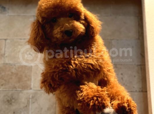 Safkan Kirmizi Toy Poodle Yavrumuz