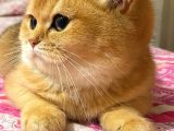 British Shorthair Safkan Bebekler