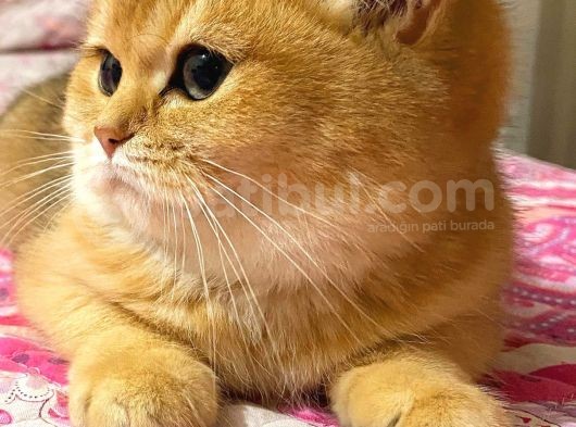 British Shorthair Safkan Bebekler görsel