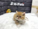 SHOW KALİTE İRAN EGZOTİK SHORTHAİR