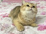 British Shorthair Safkan Bebekler