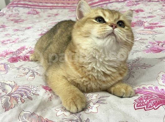 British Shorthair Safkan Bebekler görsel