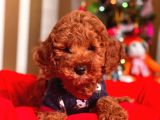 Red Brown Toy Poodle Mini Boy Bebekler