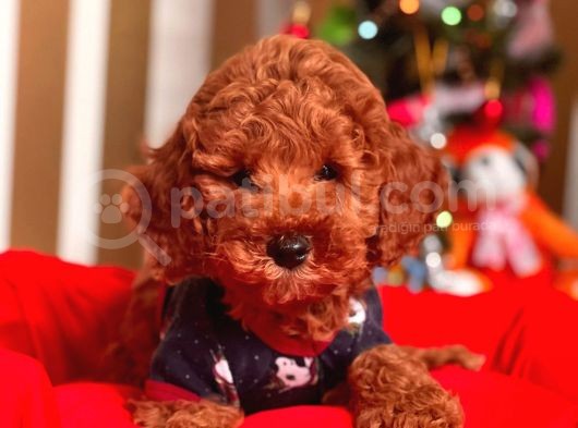 Red Brown Toy Poodle Mini Boy Bebekler görsel
