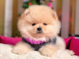 Boo Pomeranian Ayı surat Yavrular