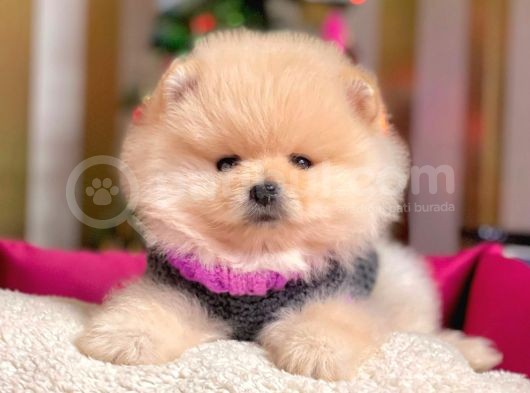 Boo Pomeranian Ayı Surat Yavrular