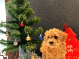 Sağlık Garantili Toy Poodle Yavrular