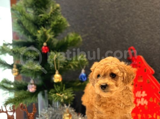Sağlık Garantili Toy Poodle Yavrular görsel