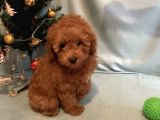 Toy Poodle Önceden Rezerve