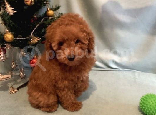 Toy Poodle Önceden Rezerve görsel