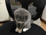 Ev Ortaminda Büyümüş Kedi̇