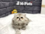 Muhteşem Tüy Yapisina Sahi̇p Chi̇nci̇lla