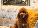 Safkan Kirmizi Toy Poodle Yavrumuz