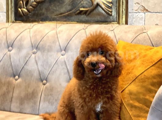 Safkan Kirmizi Toy Poodle Yavrumuz görsel