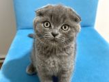 Ev Ortamından Scottish Fold Erkek