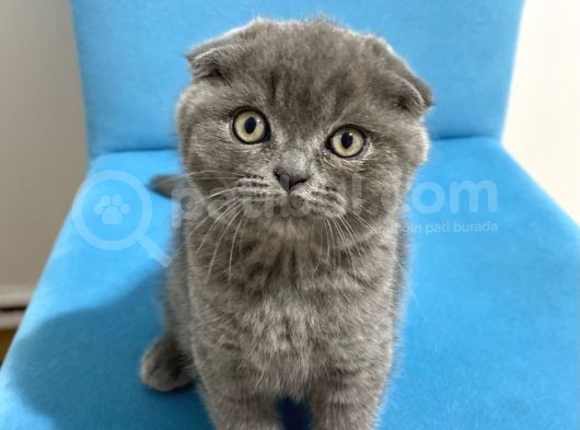 Ev Ortamından Scottish Fold Erkek