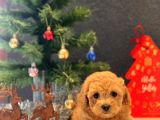 Safkan Toy Poodle Bebekler