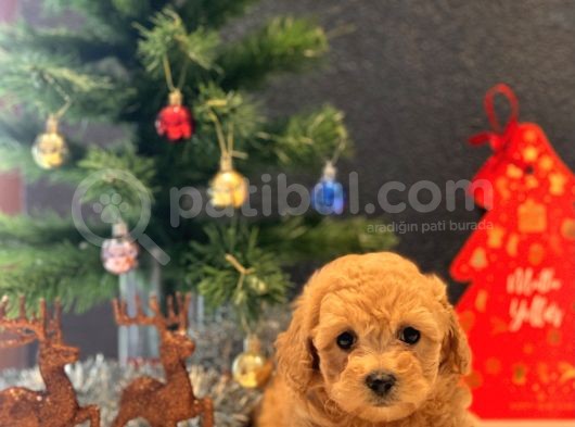 Safkan Toy Poodle Bebekler