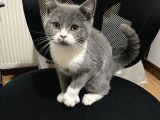 Ev Ortaminda Büyümüş Kedi̇