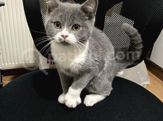 Ev Ortaminda Büyümüş Kedi̇ görsel