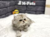 Muhteşem Tüy Yapisina Sahi̇p Chi̇nci̇lla