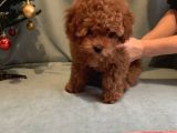 Toy Poodle Önceden Rezerve