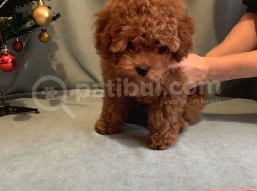 Toy Poodle Önceden Rezerve görsel