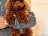 Safkan Kirmizi Toy Poodle Yavrumuz