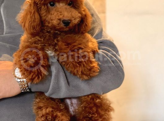 Safkan Kirmizi Toy Poodle Yavrumuz görsel