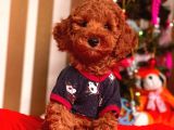 Red Brown Toy Poodle Mini Boy Bebekler