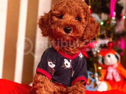 Red Brown Toy Poodle Mini Boy Bebekler görsel