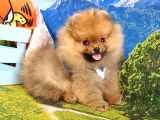 Orjinal Pomeranian Boo Yavrularımız