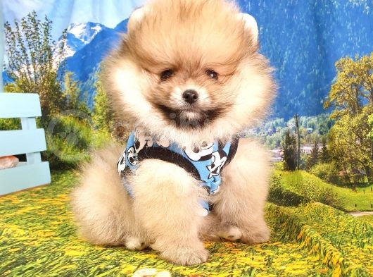 Orjinal Pomeranian Boo Yavrularımız görsel