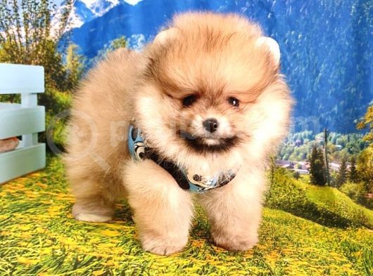 Orjinal Pomeranian Boo Yavrularımız görsel