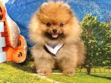 Teddy Face Pomeranian Boo Yavrularımız