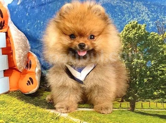 Teddy Face Pomeranian Boo Yavrularımız görsel