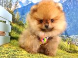 Safkan Boo Pomeranian Yavrularımız