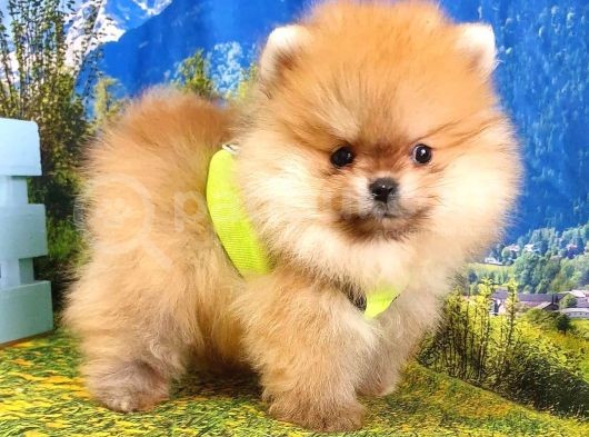 Teddy Face Pomeranian Boo Yavrularımız görsel