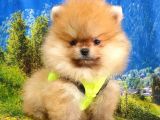 Teddy Face Pomeranian Boo Yavrularımız