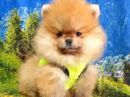 Teddy Face Pomeranian Boo Yavrularımız görsel