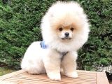 Teddy Face Pomeranian Boo Yavrularımız