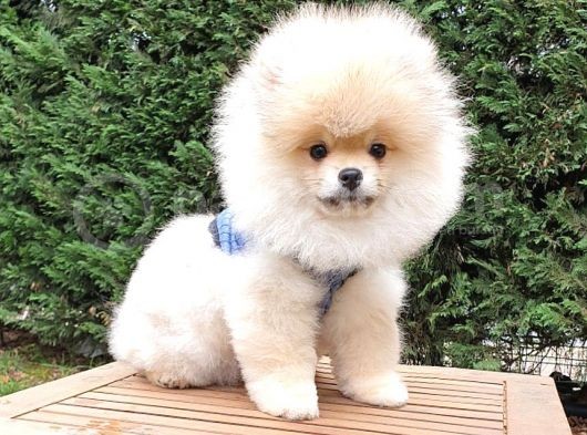 Teddy Face Pomeranian Boo Yavrularımız görsel