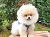 Safkan Boo Pomeranian Yavrularımız