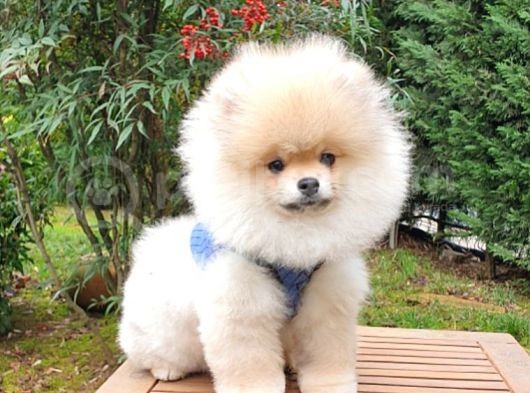 Safkan Boo Pomeranian Yavrularımız görsel