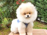 Safkan Boo Pomeranian yavrularımız