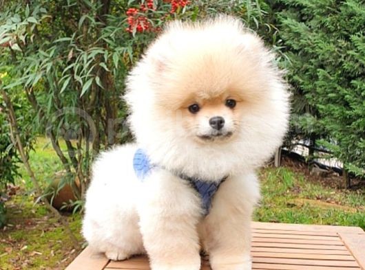 Safkan Boo Pomeranian Yavrularımız