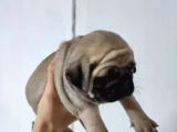 50 Günlük Erkek Tombik Pug Yavruları